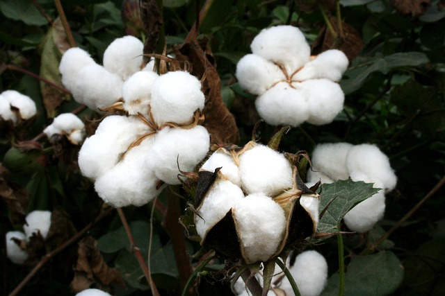 coccole di cotone