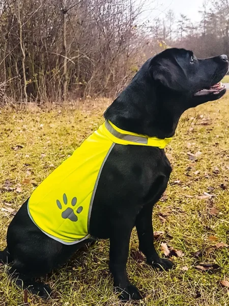 Gilet di sicurezza per cani Korntex