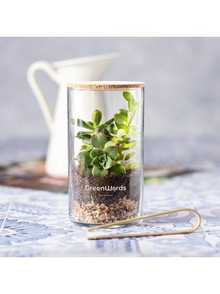 Terrarium personalizzato con semi di cactus Anymak