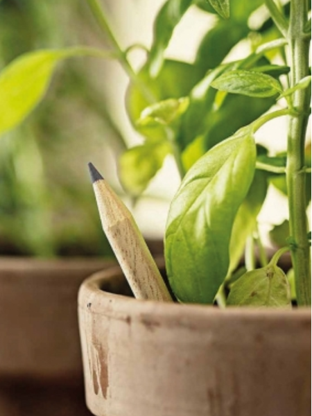 Matita piantabile Sprout in legno personalizzata Basilico