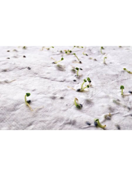 Biglietto da visita con semi di fiori selvatici Asida