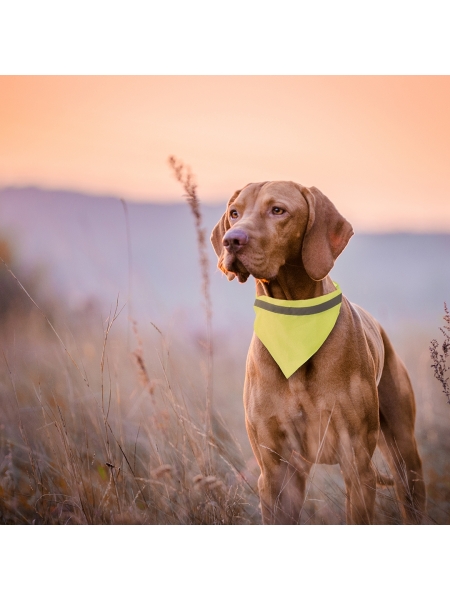 Bandana cane fosforescente con fascia catarinfrangente