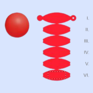 Lato 6